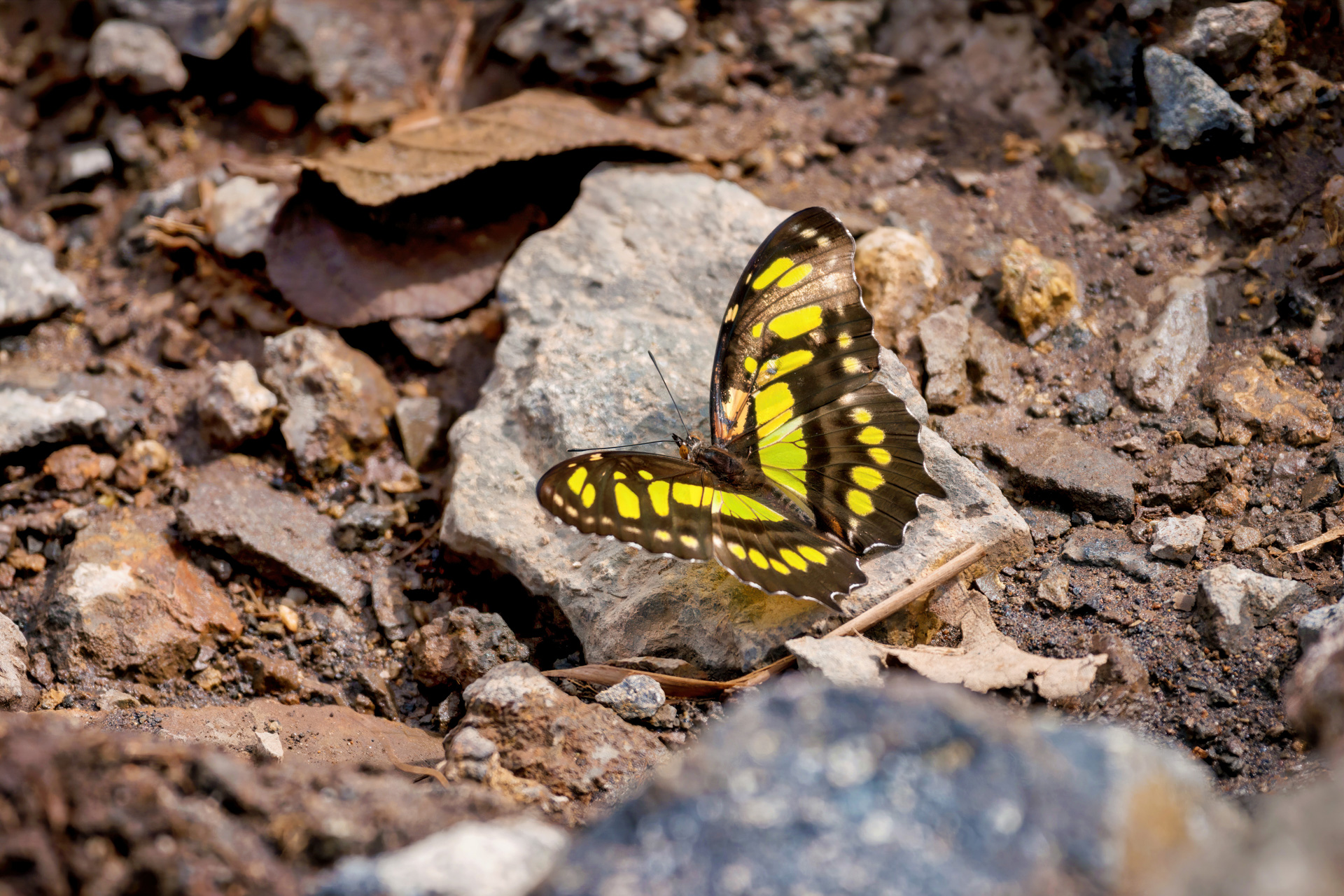 Ralachitfalter (Siproeta stelenes) oder auch nur Malachit genann